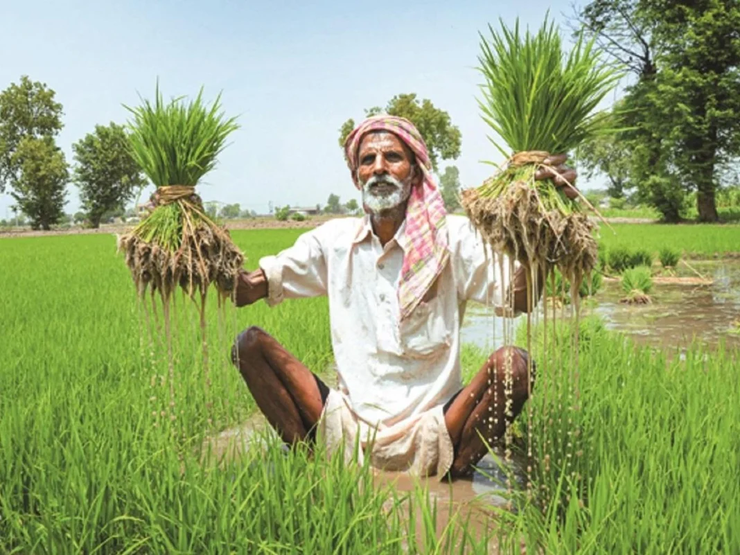 धान उत्पादन