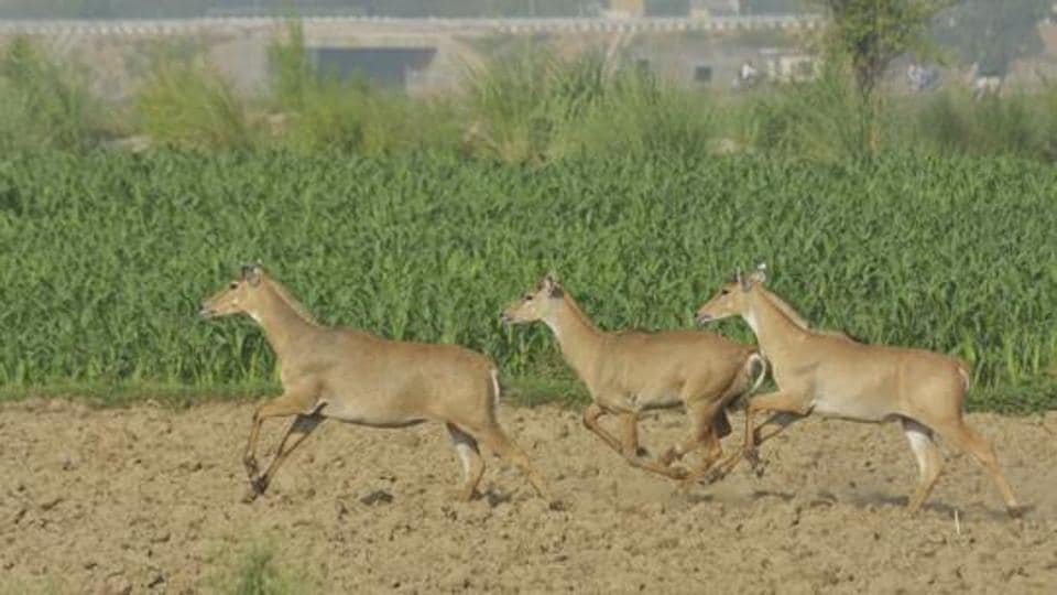 Nilgai-seen-in-Ghaziabad---Sakib-Ali--HT-File-Phot_1760069694631
