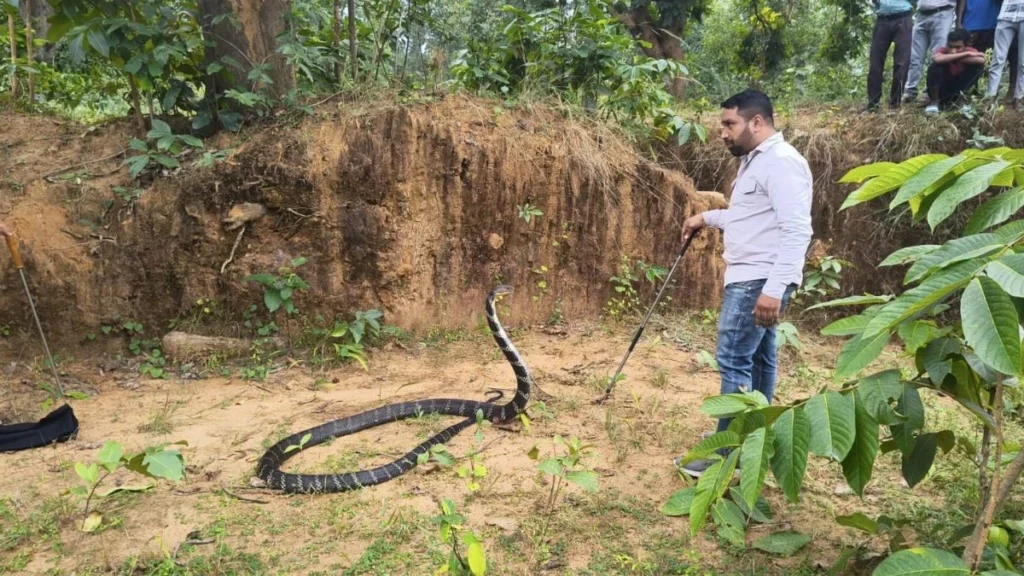 01 11 2025 king cobra in korba
