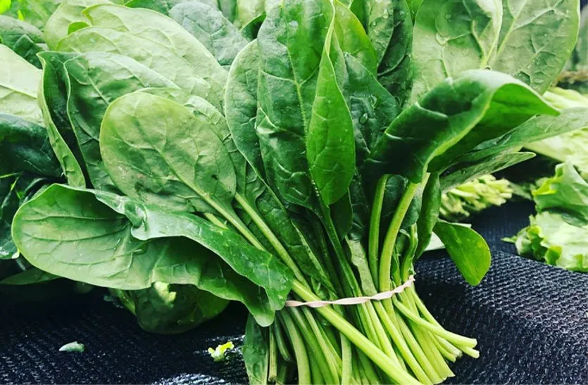 एक्सपर्ट