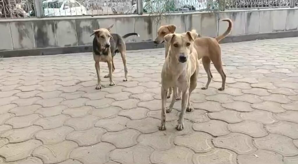 मालिक