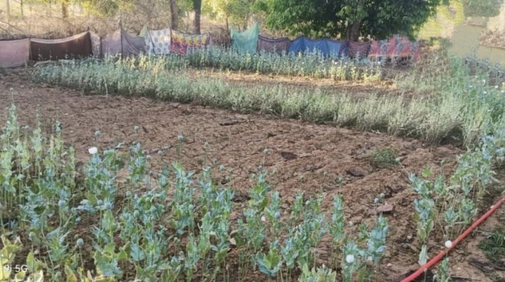CG BREAKING: छत्तीसगढ़ में फिर पकड़ी गई अफीम की खेती, 17 दिनों में पांचवीं कार्रवाई, सब्जियों के बीच छिपाई फसल छत्तीसगढ़