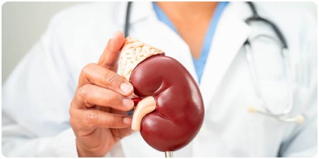 Health Alert: फिट रहने की चाह में न करें ये गलतियां, किडनी को हो सकता है गंभीर नुकसान 14